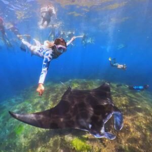 manta rochen in nusa penida